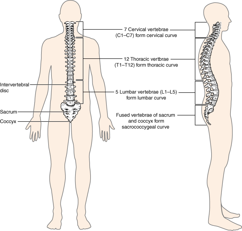 curved spine